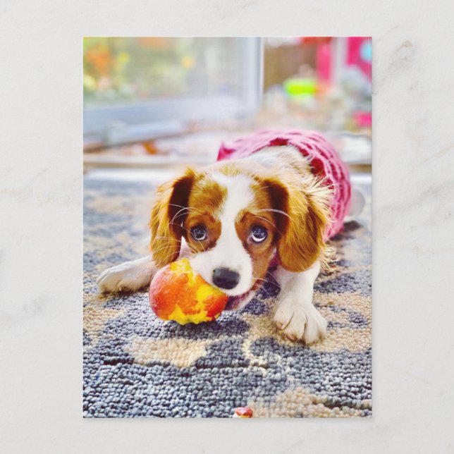 Carte postale chiot Cavalier Charles (Devant)