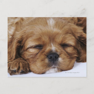 Carte Postale Chiot Cavalier King Charles Spaniel endormi