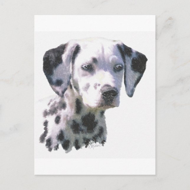 Carte Postale Chiot dalmate (Devant)