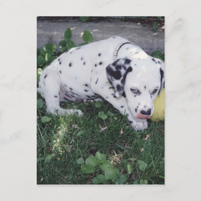 Carte Postale Chiot dalmate avec une balle (Devant)