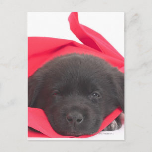 Carte Postale Chiot dans la couverture