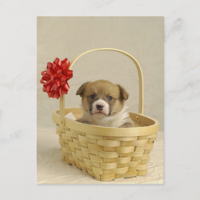 Carte Postale Chiot dans un panier (Devant)