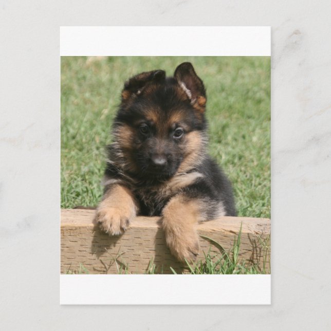 Carte Postale Chiot de berger allemand (Devant)