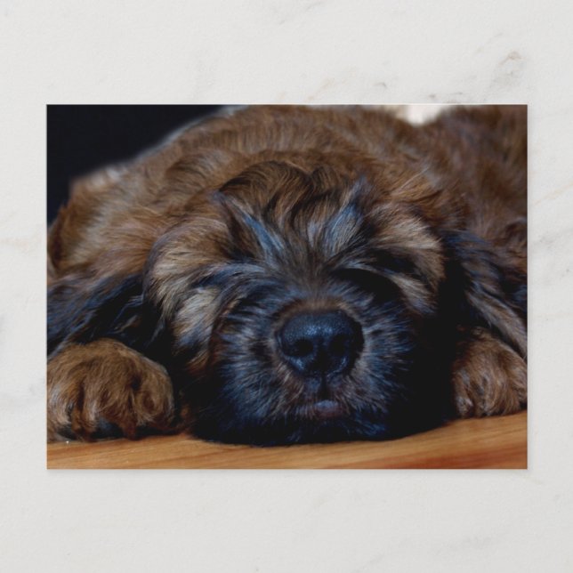 Carte Postale chiot de briard (Devant)