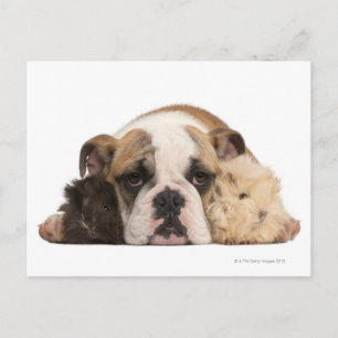 Carte Postale chiot de bulldog anglais (4 mois) et deux