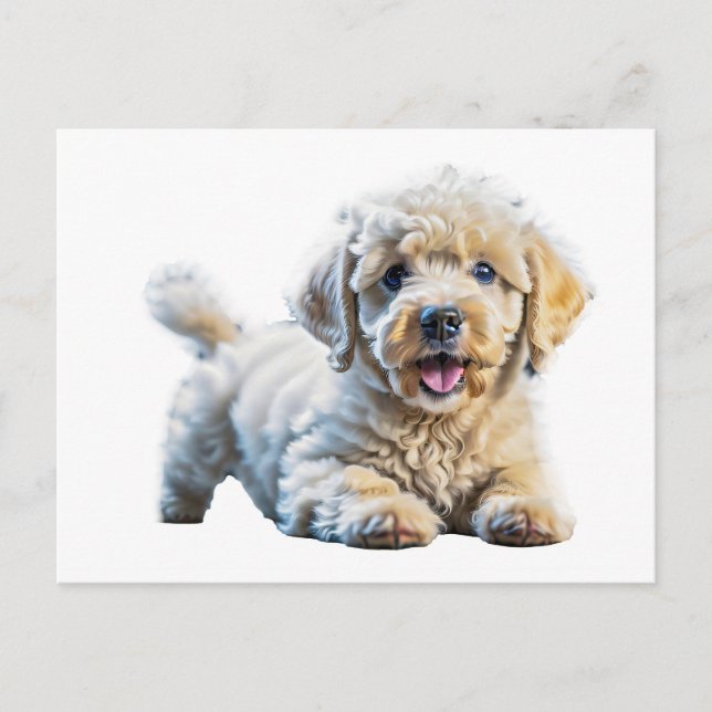 Carte Postale Chiot de caniche (Devant)
