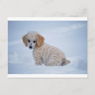 Carte Postale Chiot de caniche blanc précieux dans la neige