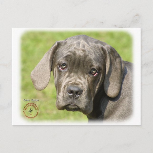 Carte Postale Chiot de canne Corso 8R062D-25 (Devant)
