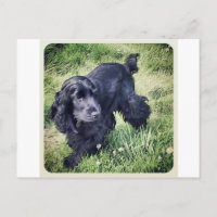 Chiot de cocker