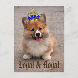 Carte Postale Chiot de Corgi Loyal et Royal