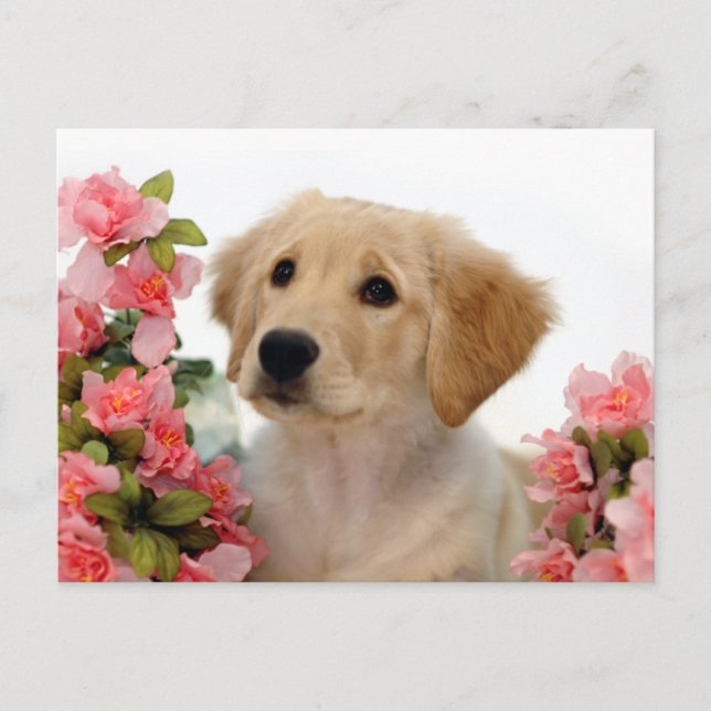 Carte Postale Chiot de golden retriever et fleurs roses (Devant)