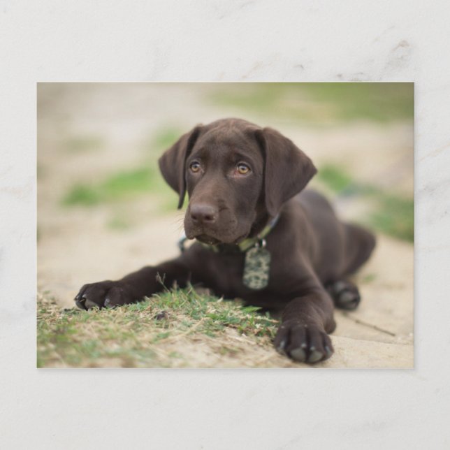 Carte Postale Chiot de laboratoire de chocolat (Devant)