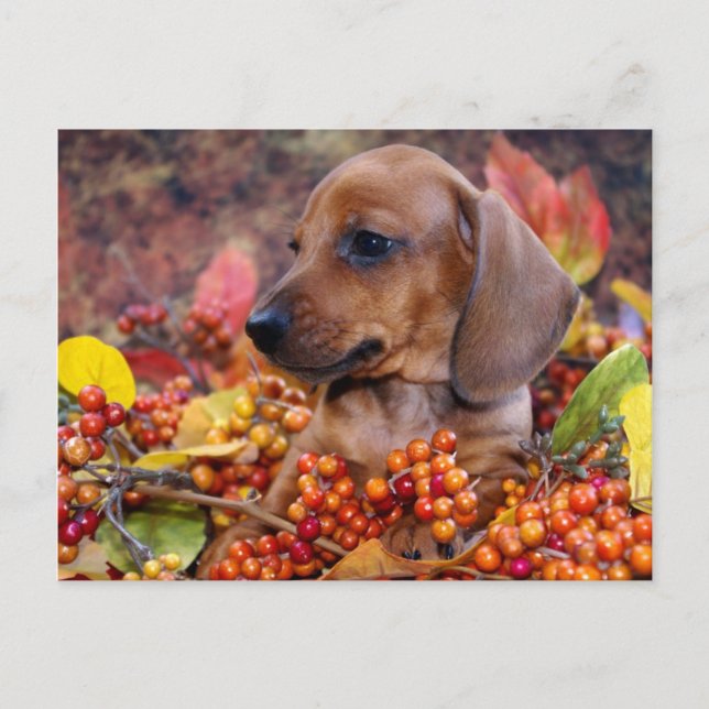 Carte Postale Chiot de l'automne Dachshund (Devant)
