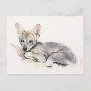 Carte Postale Chiot de loup Arabe courbé 2009