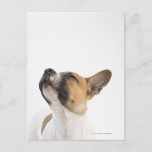 Carte Postale Chiot de Mongrel