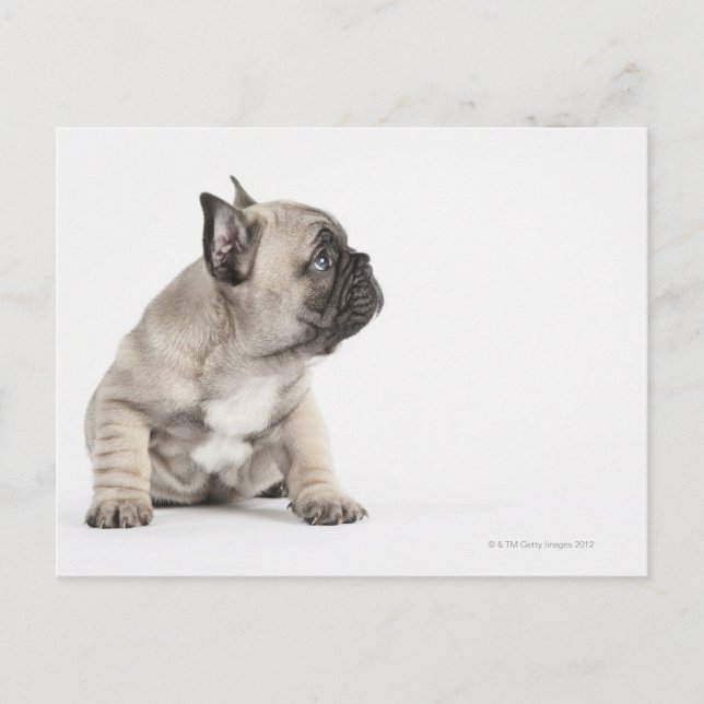 Carte Postale Chiot de Pedigree (Devant)