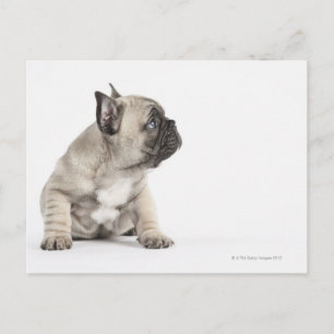 Carte Postale Chiot de Pedigree