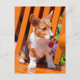 Carte Postale chiot de Pembroke Welsh Corgi assis sur un banc de