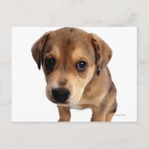 Carte Postale Chiot de race mixte