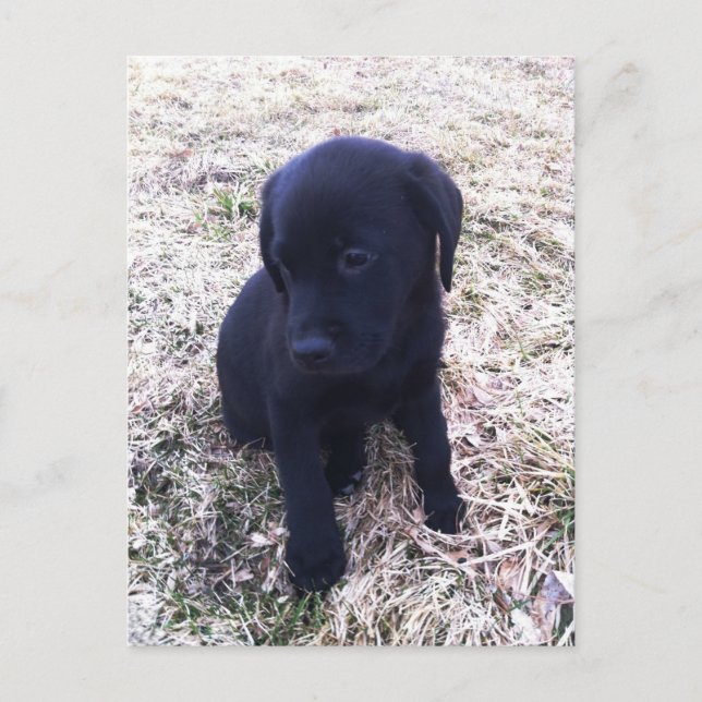 Carte Postale Chiot de récupération Black Labrador (Devant)