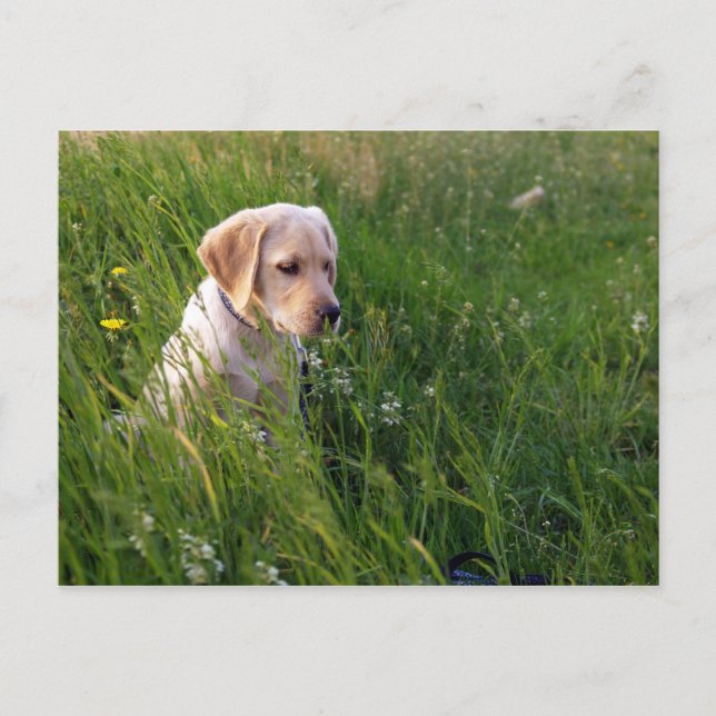 Carte Postale Chiot de récupération du Labrador jaune dans l'her (Devant)