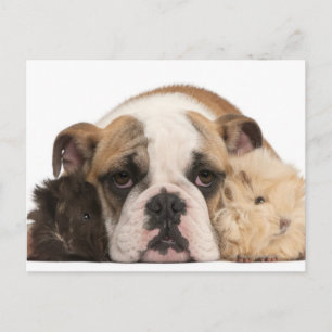 Carte Postale Chiot de taureau anglais (4 mois) et deux chiens