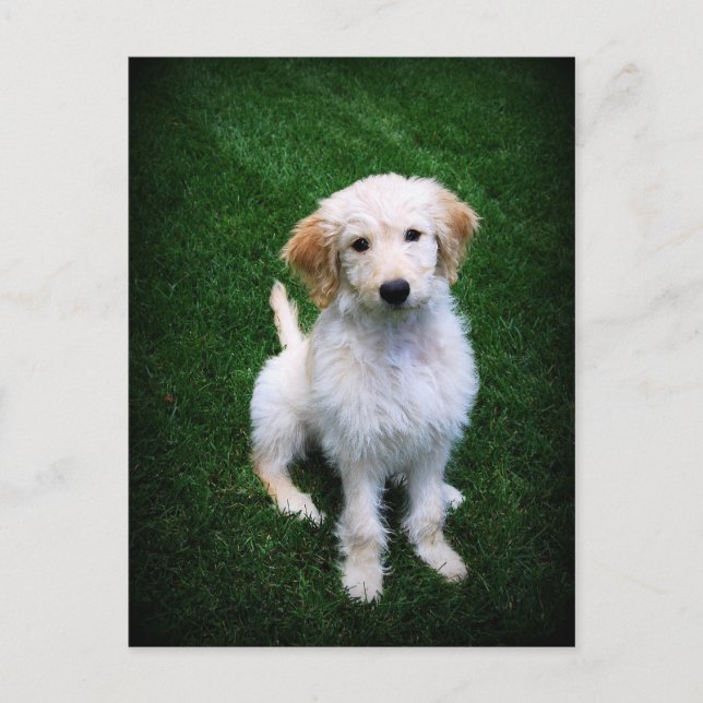 Carte postale Chiot Doodle Doré (Devant)