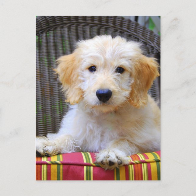 Carte Postale Chiot d'or de griffonnage (Devant)