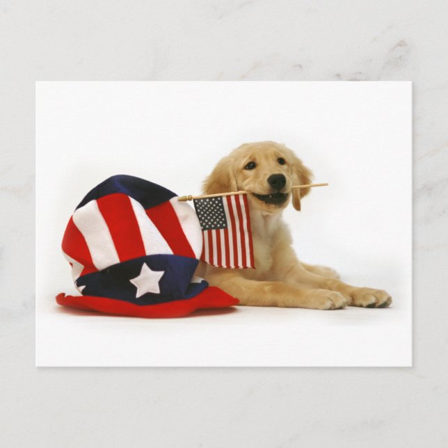 Carte Postale Chiot d'or patriotique (Devant)