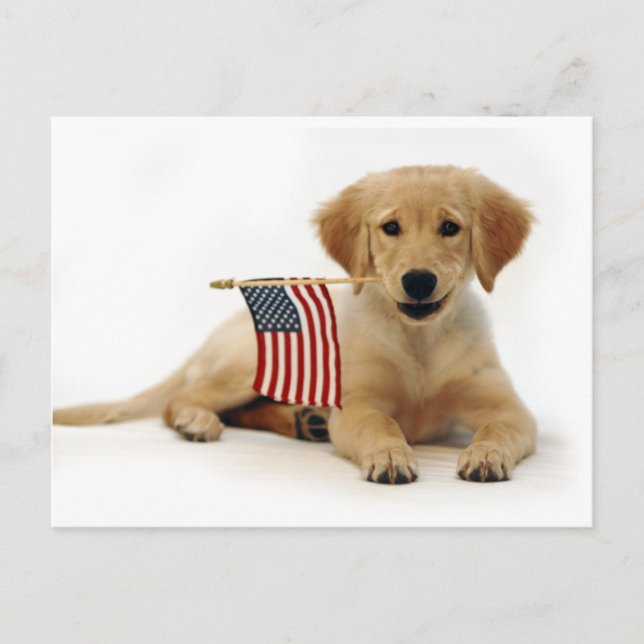 Carte Postale Chiot doré et drapeau américain (Devant)