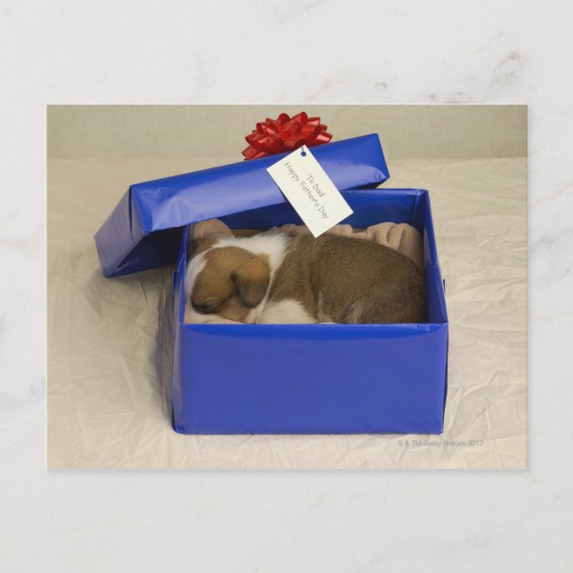 Carte Postale Chiot dormant dans une boîte cadeau (Devant)