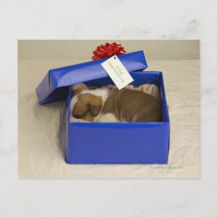 Carte Postale Chiot dormant dans une boîte cadeau