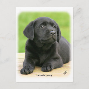 Carte Postale Chiot du Labrador 9Y267D-109