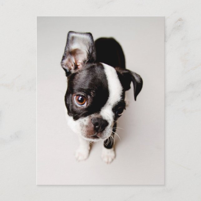 Carte Postale Chiot Edison Boston Terrier. (Devant)