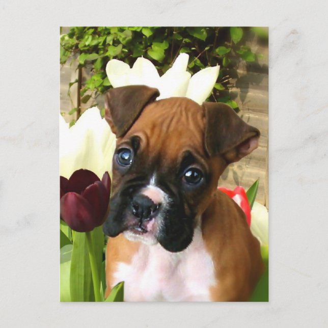 Carte Postale Chiot en boîte en tulipes (Devant)