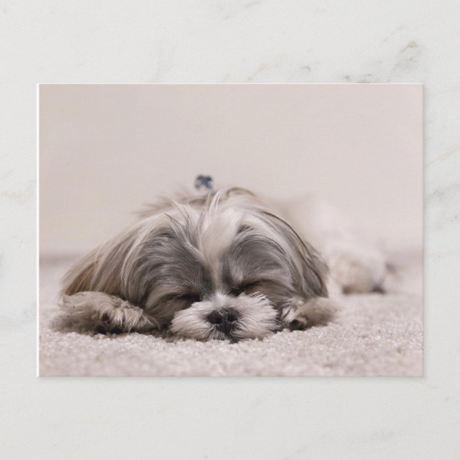 Carte Postale Chiot endormi (Devant)