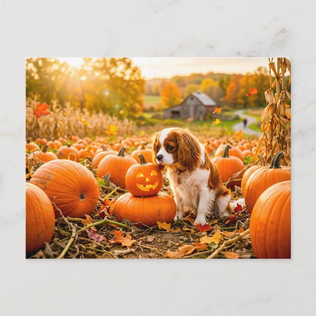 Carte Postale Chiot épagneul dans un champ de citrouilles d'auto (Devant)