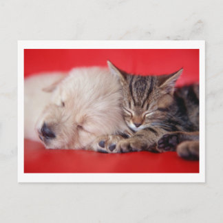 Carte Postale Chiot et chaton