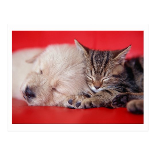 Carte Postale Chiot Et Chaton Zazzle Fr