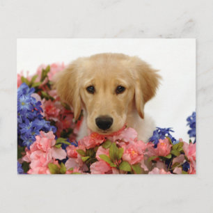 Carte Postale Chiot et fleurs Golden Retriever