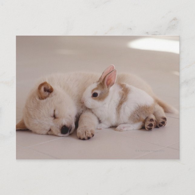 Carte Postale Chiot et lapin (Devant)