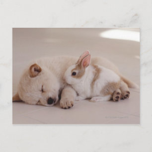 Carte Postale Chiot et lapin