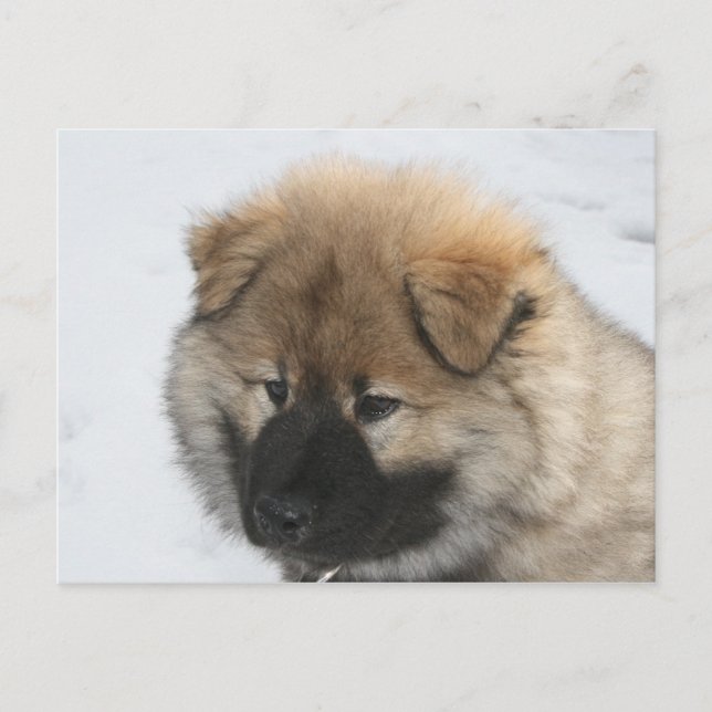Carte Postale Chiot Eurasier (Devant)