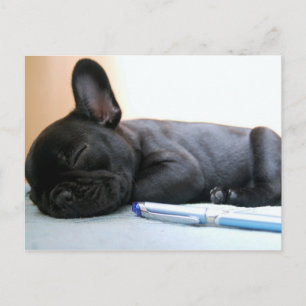 Carte Postale chiot français bulldog.png