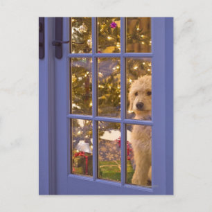Carte Postale Chiot Golden Doodle avec vue sur la porte en verre