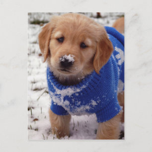 Carte Postale Chiot Golden Retriever