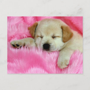 Carte Postale Chiot Golden Retriever