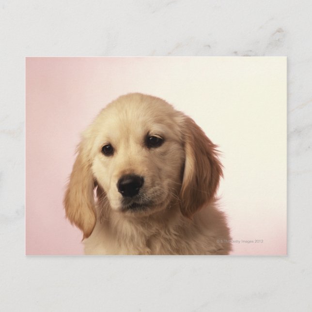 Carte Postale Chiot Golden Retriever (Devant)