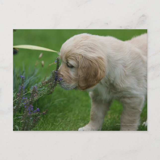 Carte Postale Chiot Golden Retriever (Devant)