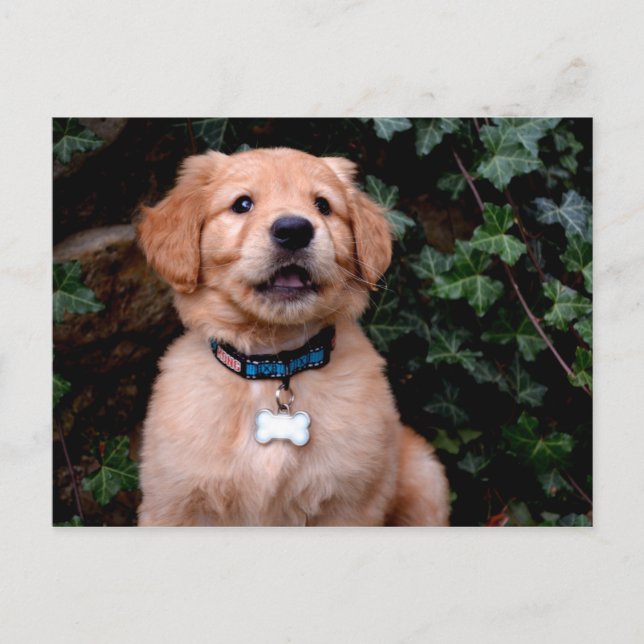 Carte Postale Chiot Golden Retriever (Devant)